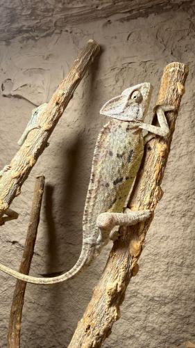 ارغوانا ( الحرباء )