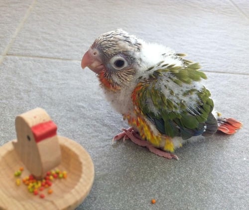 كنيور ( فروخ ) غر