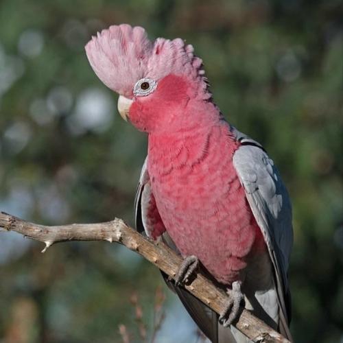 كوكاتو قالا