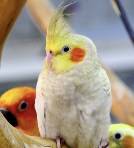 كروان - غير اليف