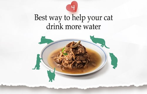 ناتشورال كيتي معلبات طبيعية بالدجاج للقطط Natural...