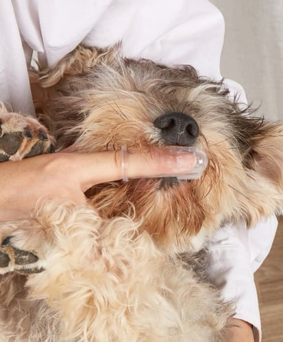 فرشاة اسنان سيلكون شفاف للقطط والكلاب Silicone Too...