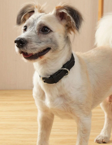 طوق اسود صغير