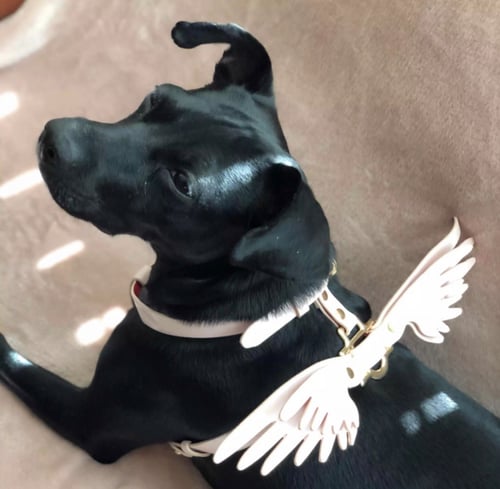 Angel wings harness with leash
