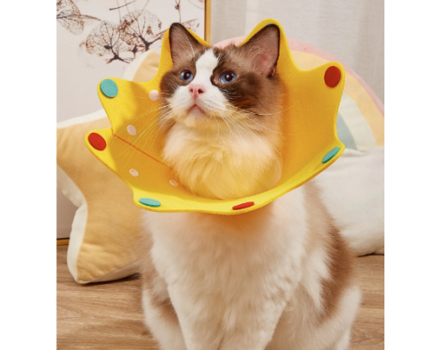 طوق حماية للكلاب الصغيرة والقطط باحجام متعددة