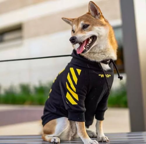 سترة(هودي) offwhite