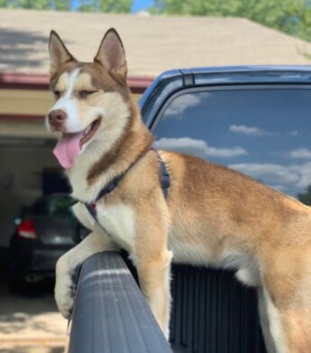 صدرية مشد مع حزام harness- leash