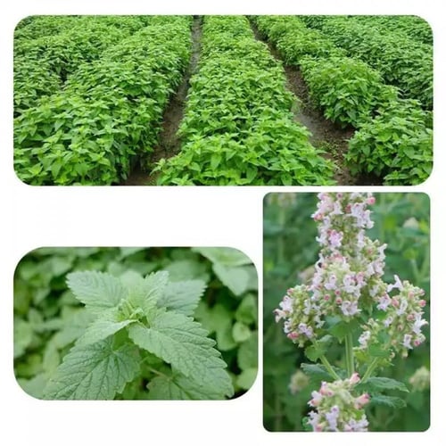 عشبة النعناع البري الكاتنيب بعدة احجام