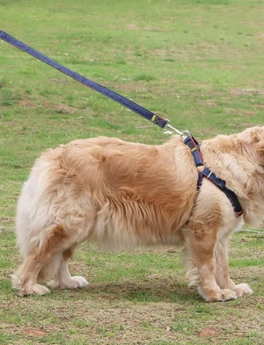صدرية مشد مع حزام harness- leash