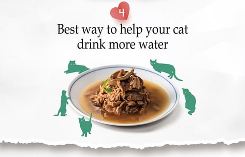 ناتشورال كيتي معلبات طبيعية بالتونا للقطط Natural...