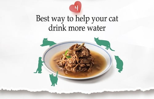 ناتشورال كيتي معلبات طبيعية بالتونا والساردين للقط...