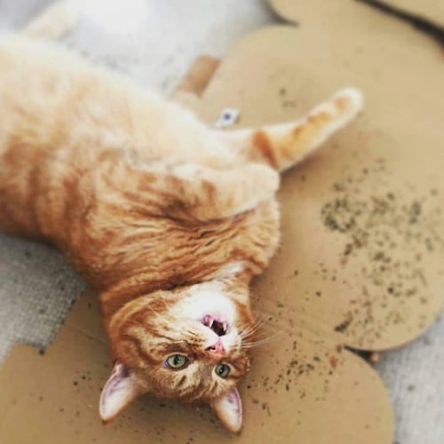 كيس كاتنيب نعناع بري للقطط