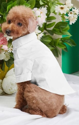 قميص صيفي ابيض