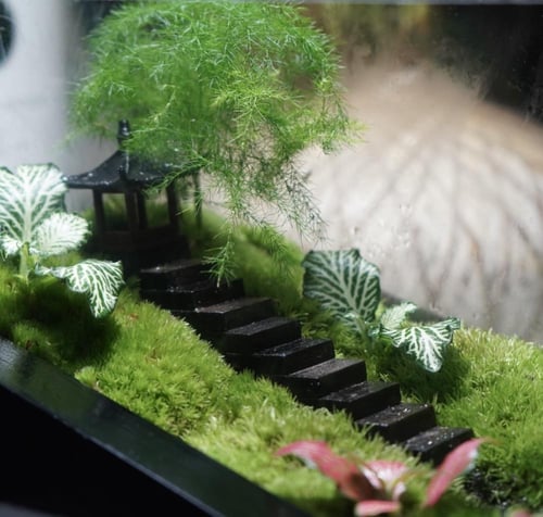 غابة الطبيعة اليابانية مع اضاءة