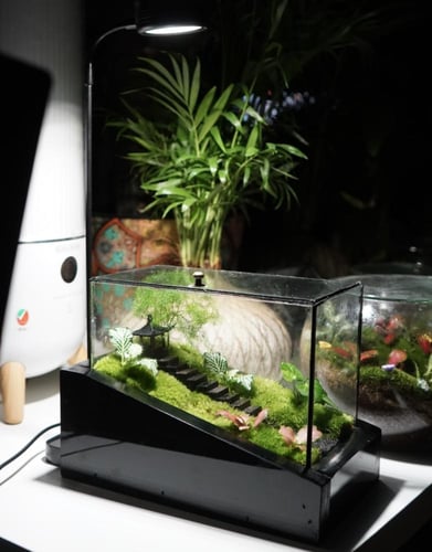 غابة الطبيعة اليابانية مع اضاءة