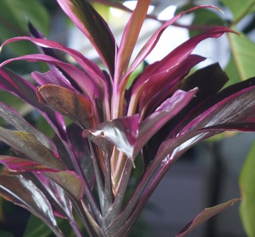 نبتة الكورديلاين بنظام الكوكيداما مع قاعدة