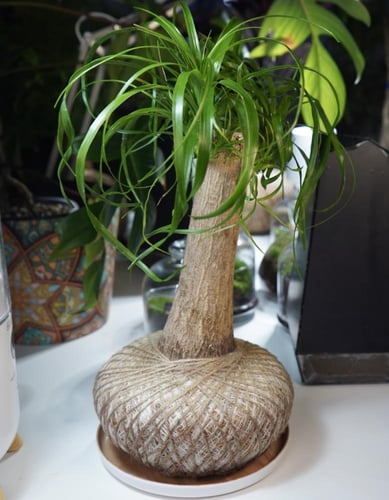 الشجرة العجيبةبنظام الكوكيداما مع قاعدة