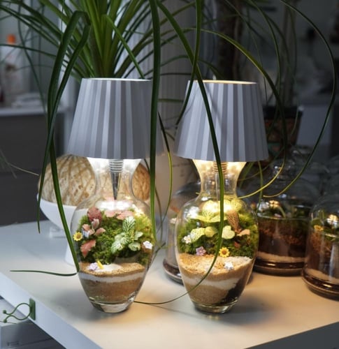 الغابة المضيئة