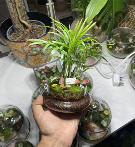 غابة الشميدوريا