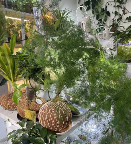 اسبرجس ناعم بنظام الكوكي داما حجم كبير مع صحن