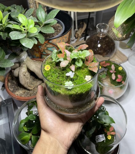 غابة زجاجية