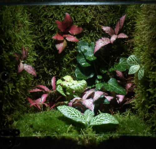 مكعب الحياة