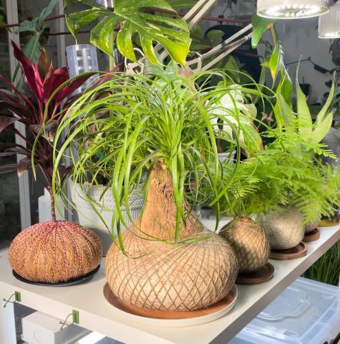 الشجرة الحكيمة. بنظام الكوكيداما مع قاعدة