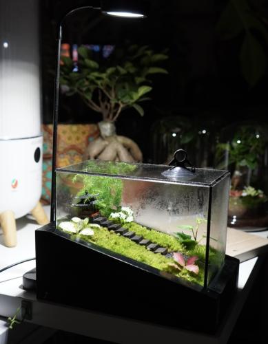 غابة الطبيعة اليابانية مع اضاءة