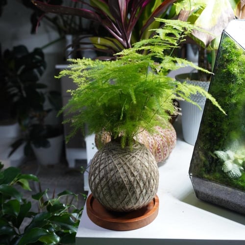 سبرجس كوكيداما مع قاعدة خشبية