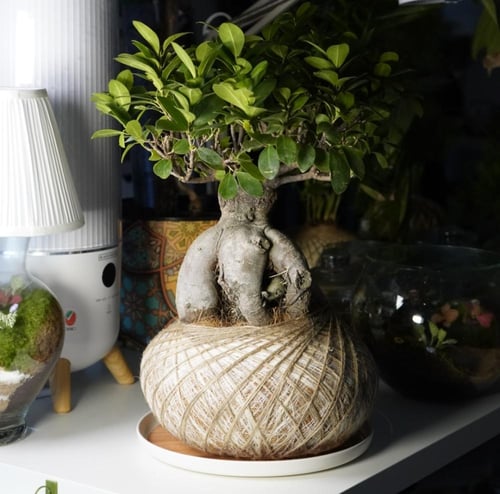 شجرة العالم بنظام الكوكيداما مع قاعدة