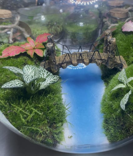 تيراريوم جسر الاحلام