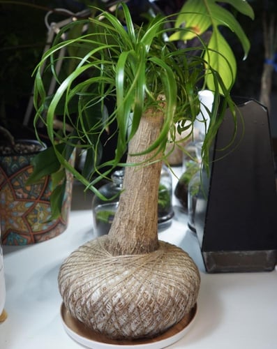 الشجرة العجيبةبنظام الكوكيداما مع قاعدة