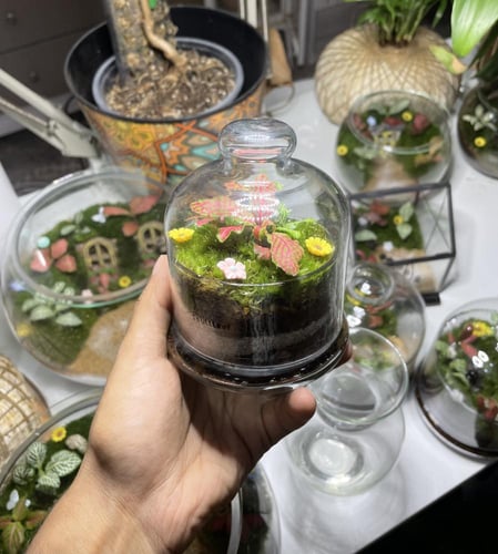 غابة زجاجية صغيرة