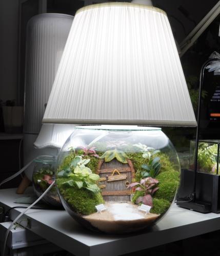 ابجورة غابة العجائب