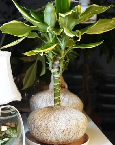 نبتة الدراسينا بنظام الكوكيداما مع قاعدة