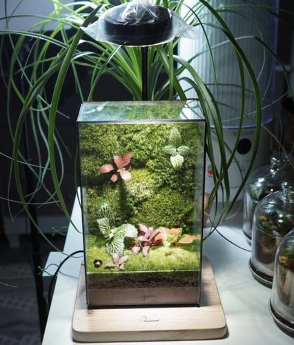 العالم الموازي