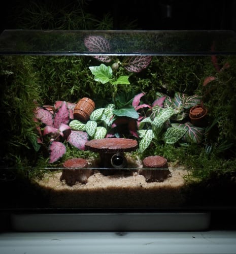 غابة نيمورا مع اضاءة