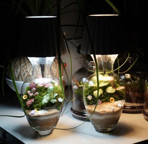 الغابة المضيئة