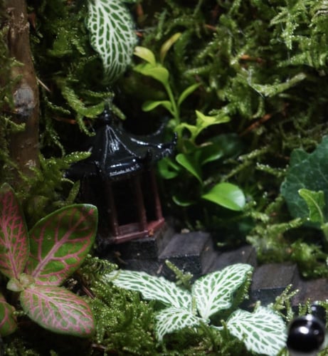 غابة توتوريو مع اضاءة