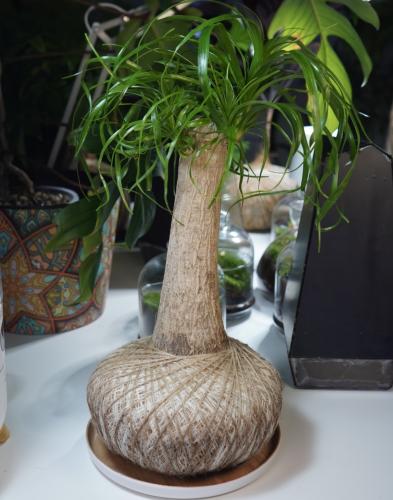 الشجرة العجيبةبنظام الكوكيداما مع قاعدة