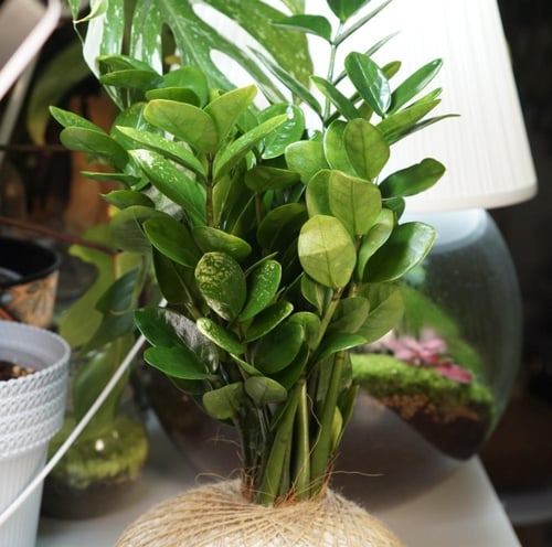 نبتة الzz بنظام الكوكيداما