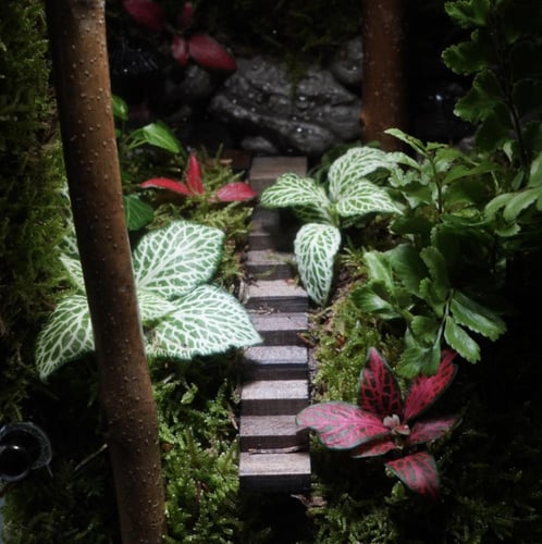 غابة الأطلال مع إضاءة