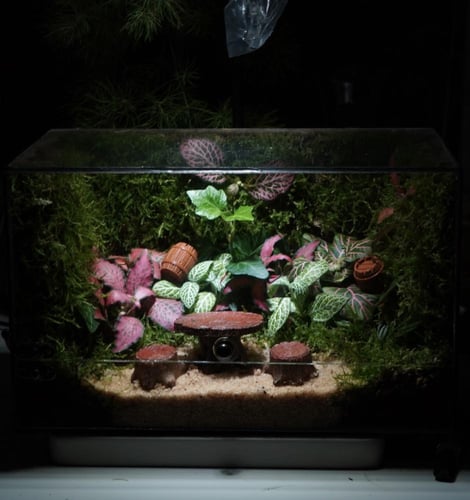 غابة نيمورا مع اضاءة