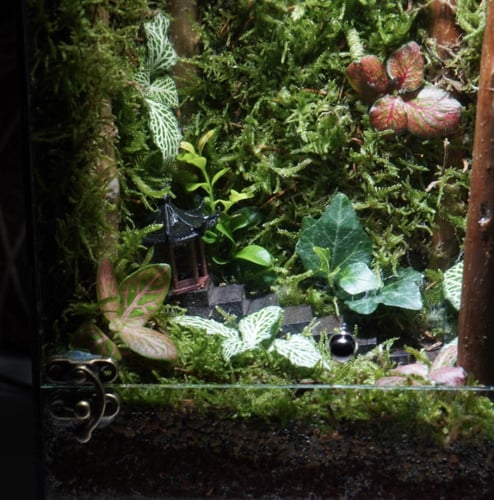 غابة توتوريو مع اضاءة