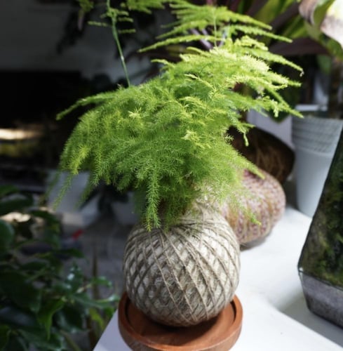 سبرجس كوكيداما مع قاعدة خشبية