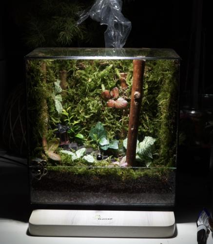 غابة توتوريو مع اضاءة