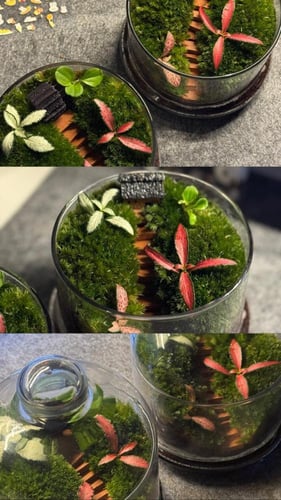 تيراريوم غابة الكوخ المرتفع