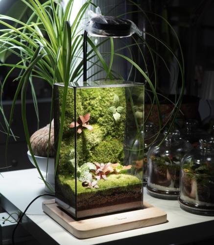 العالم الموازي