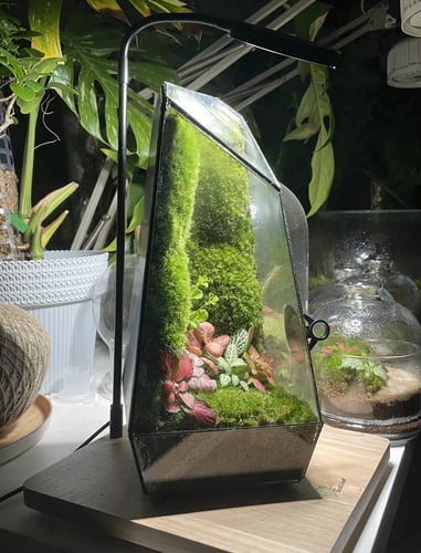 كرستالة الحياة تيراريوم