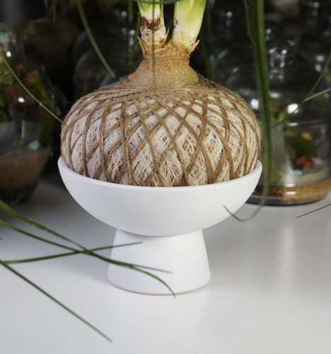 بوني تيل بالم بنظام الكوكيداما مع قاعدة